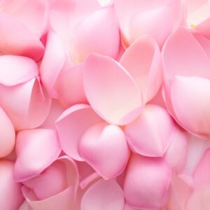 beautiful pink lotus petals